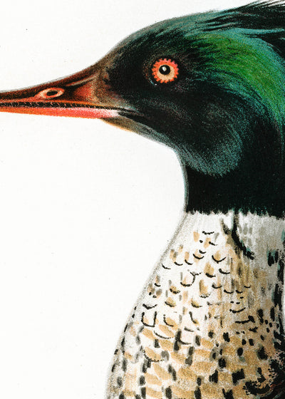 Fågeln Småskrack eller Pracka, vårdräkt på klassisk vintage poster/affisch