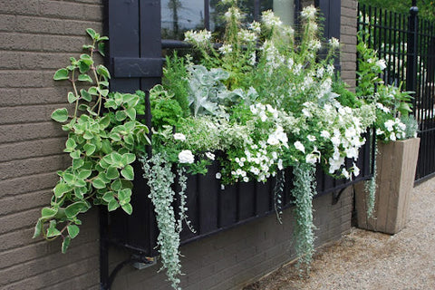 A Cascading Masterpiece for your Window Box