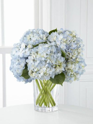 Blue Hydrangeas flowers for mothers day