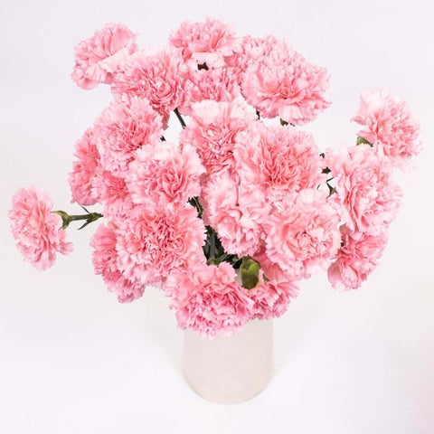 Pink Carnations flowers vase mothers day
