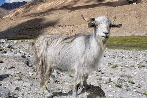 Himalayan goat standing at the foot of hills
