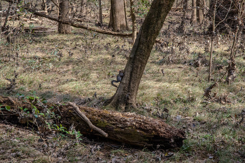 Squirrel sitting on a slanted tree trunk in a forest, yellow and green hues.