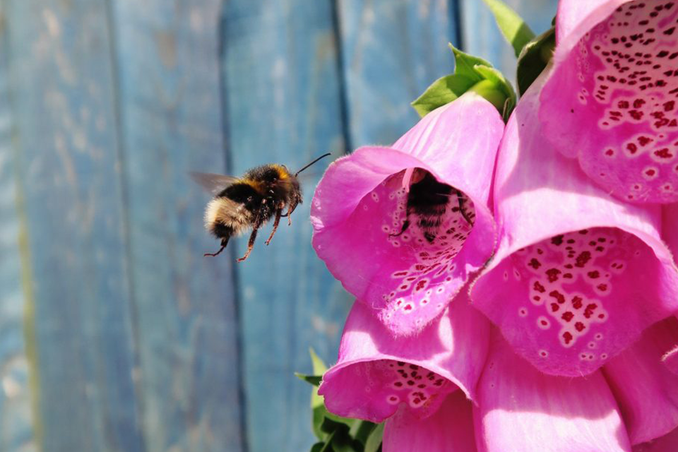 biodynamic-bees