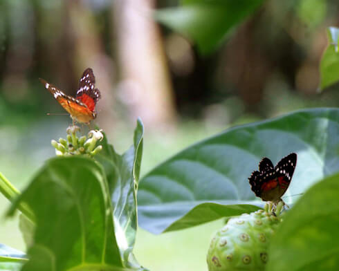 daabon-butterflies