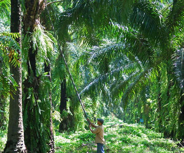 daabon-oil-palm-harvesting