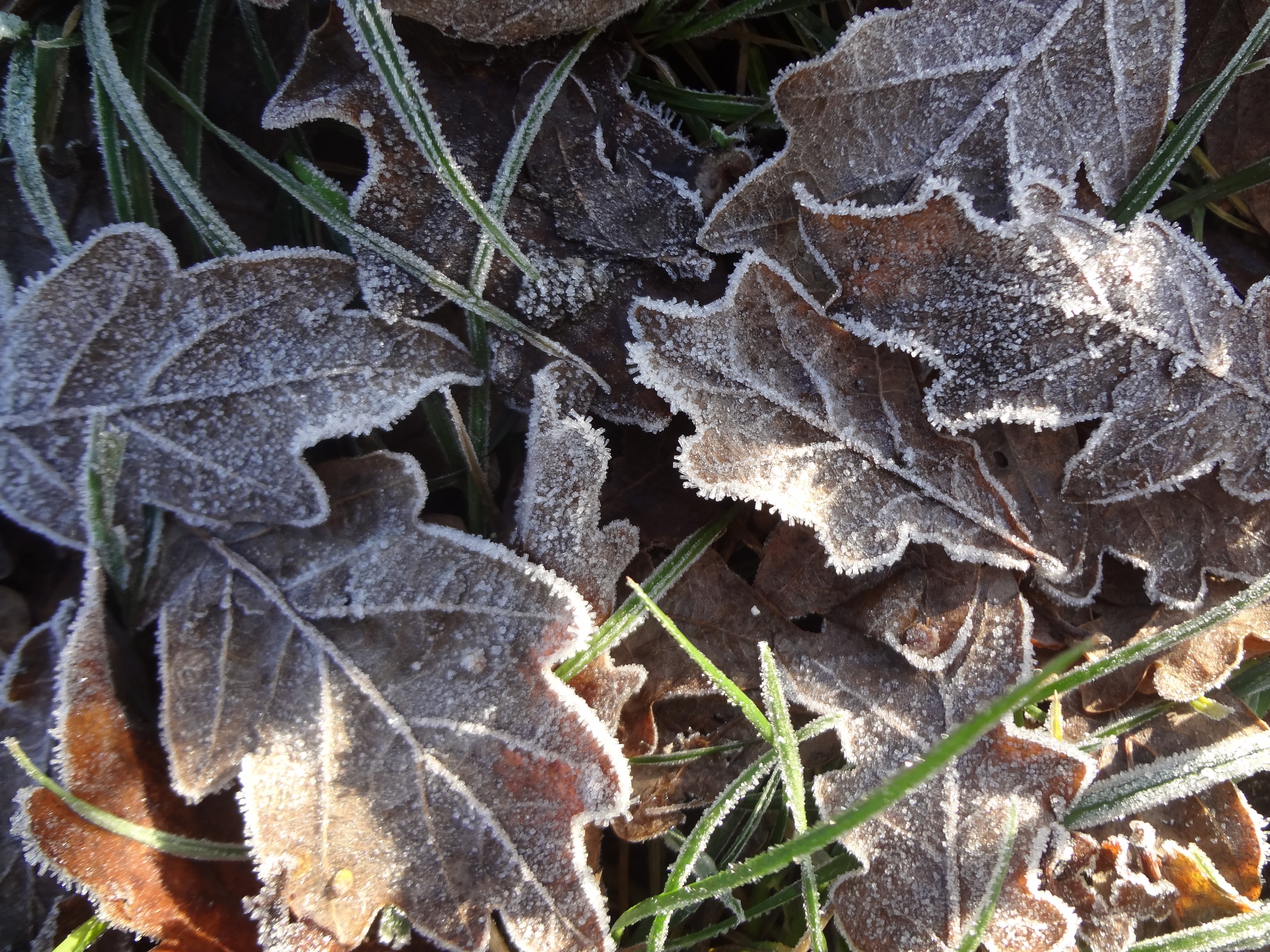 frozen-leaves