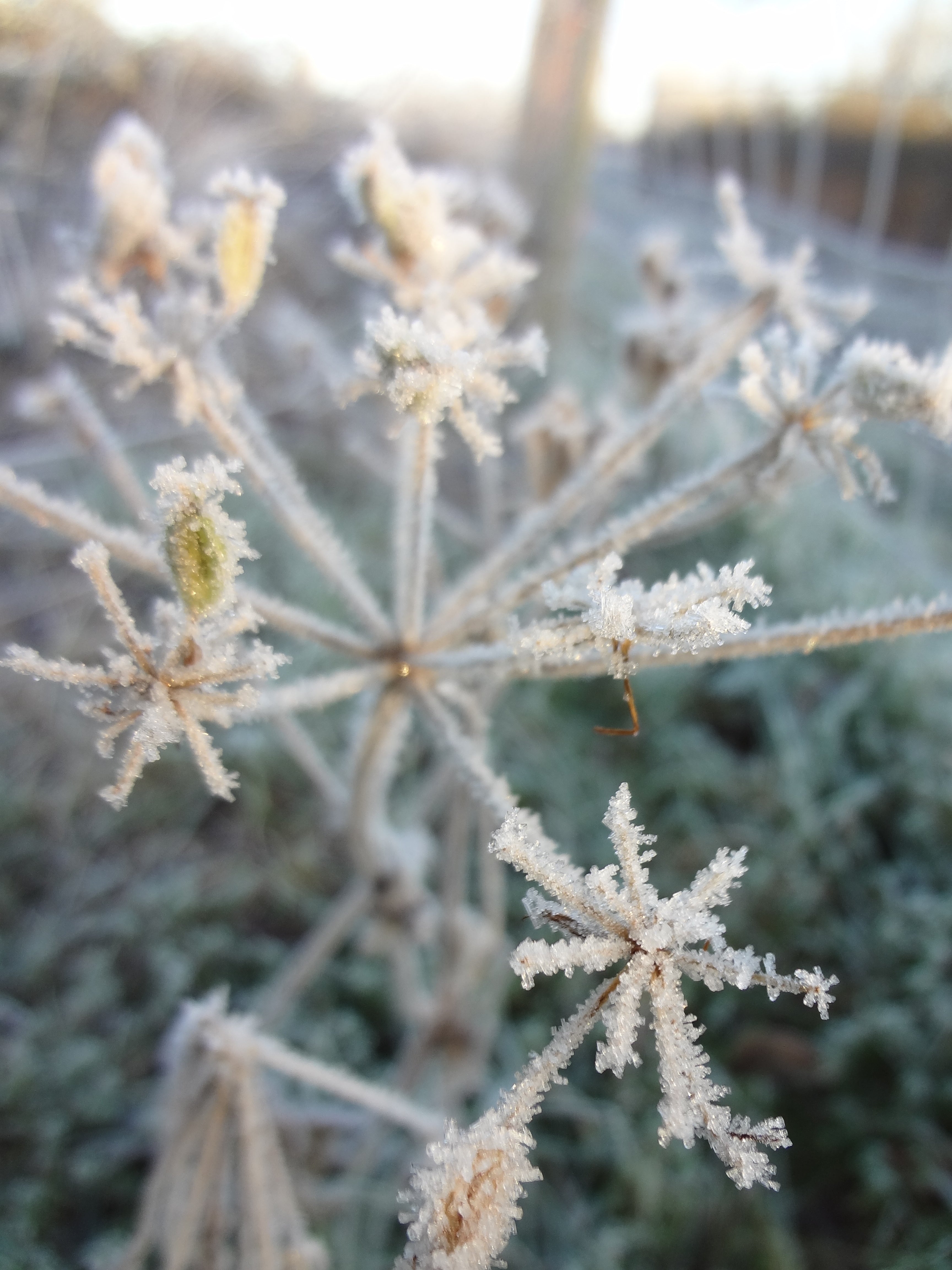 frozen-plant