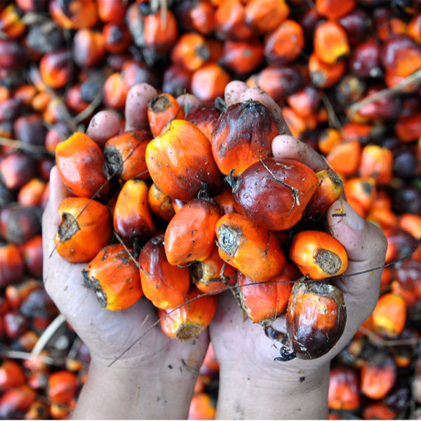 palm-oil-fruit