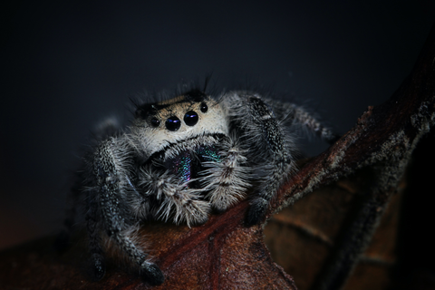 Image of Regal Jumping Spider