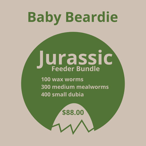Baby Beardie Feeder Bundles - Jurassic Reptile Supply