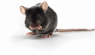 Céréales rats et souris (150 g) - Ratu'Clac - Monvoisin