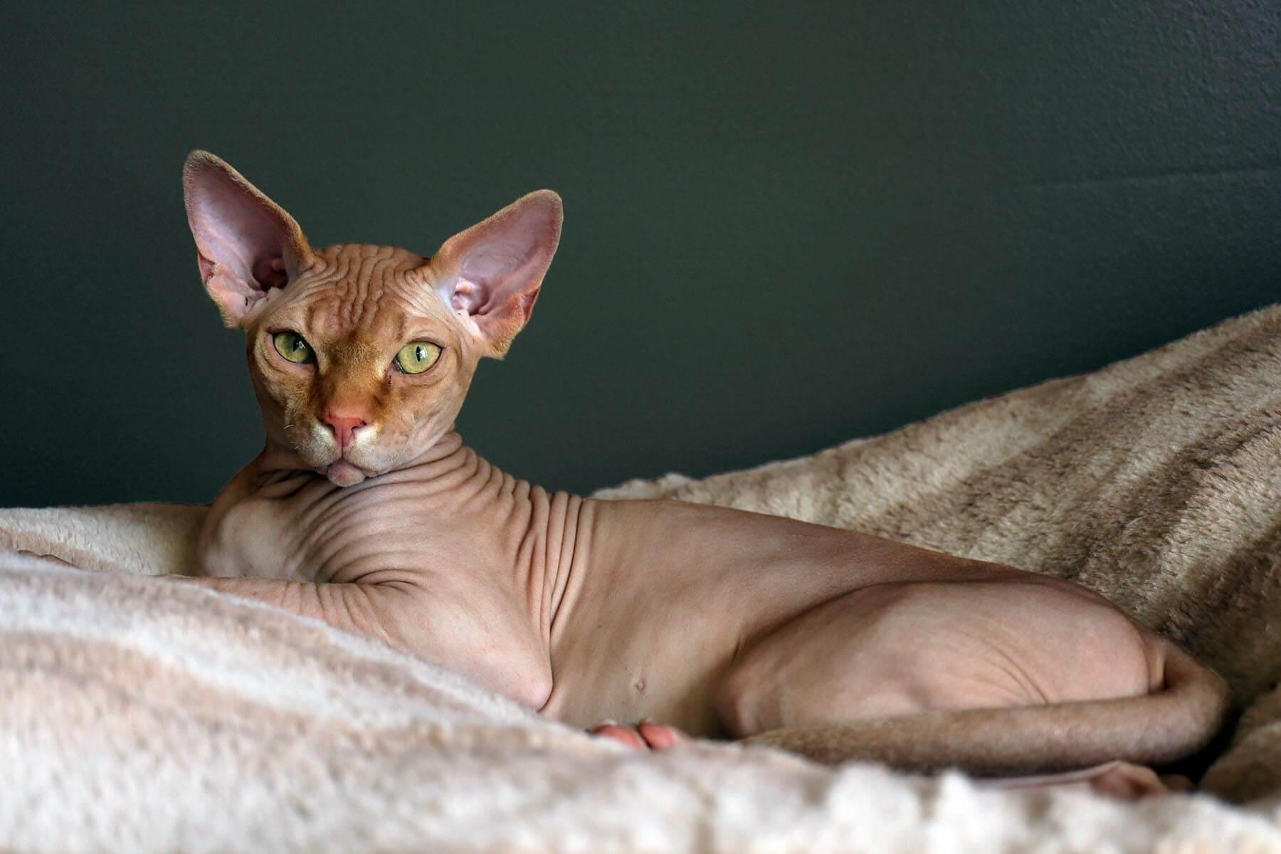 Are Sphynx cats a lot of maintenance?