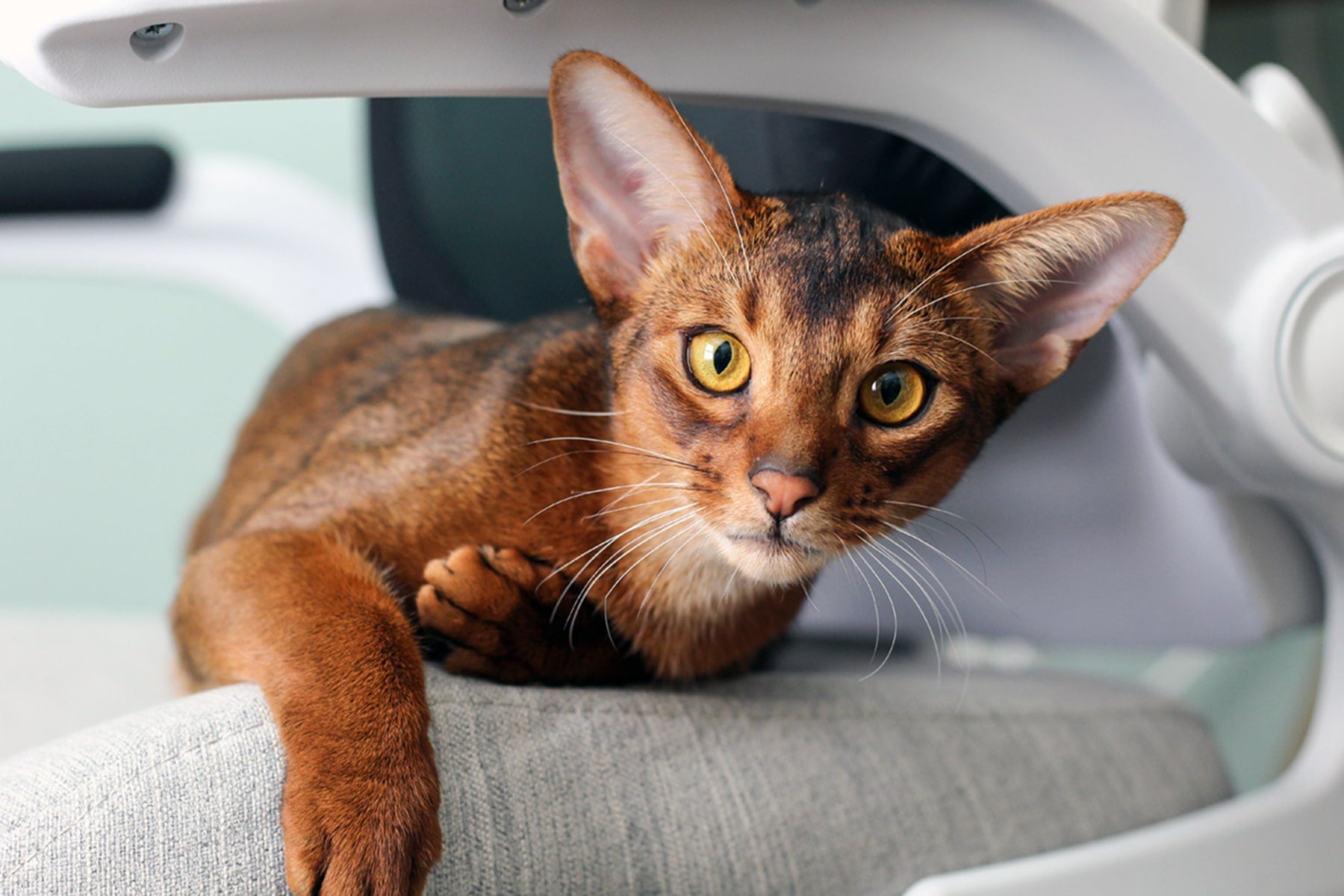 Abyssinian | MissyMoMo