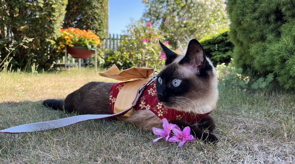 The Best Cat Harnesses of 2024 | MissyMoMo