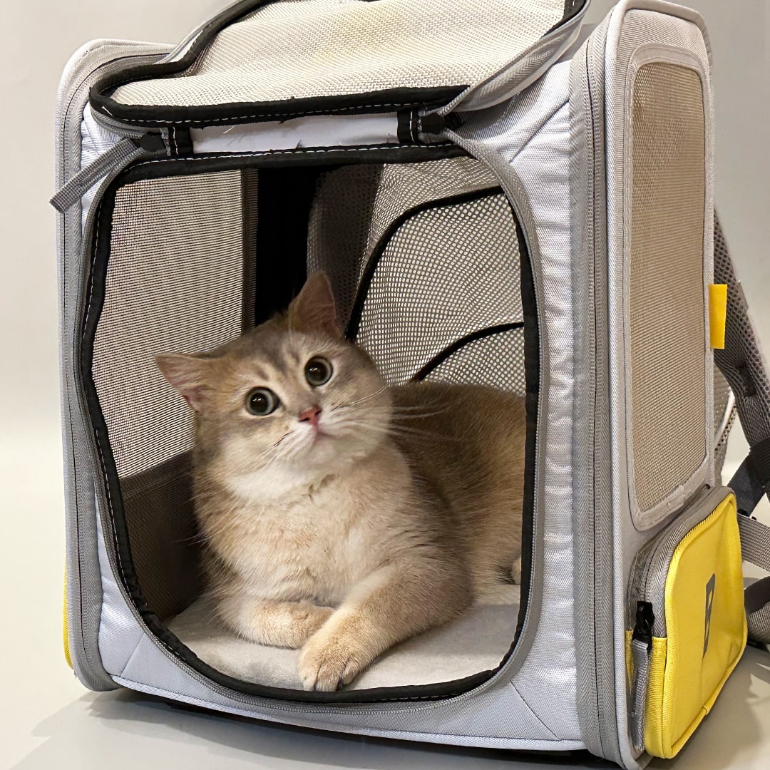 Petkit Expandable Cat Backpack Carrier | MissyMoMo
