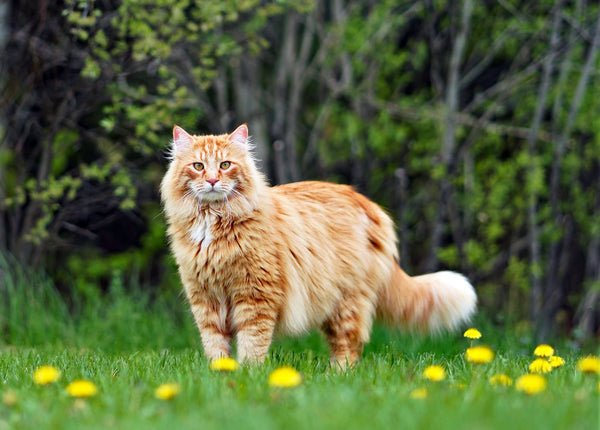 Maine Coon | MissyMoMo