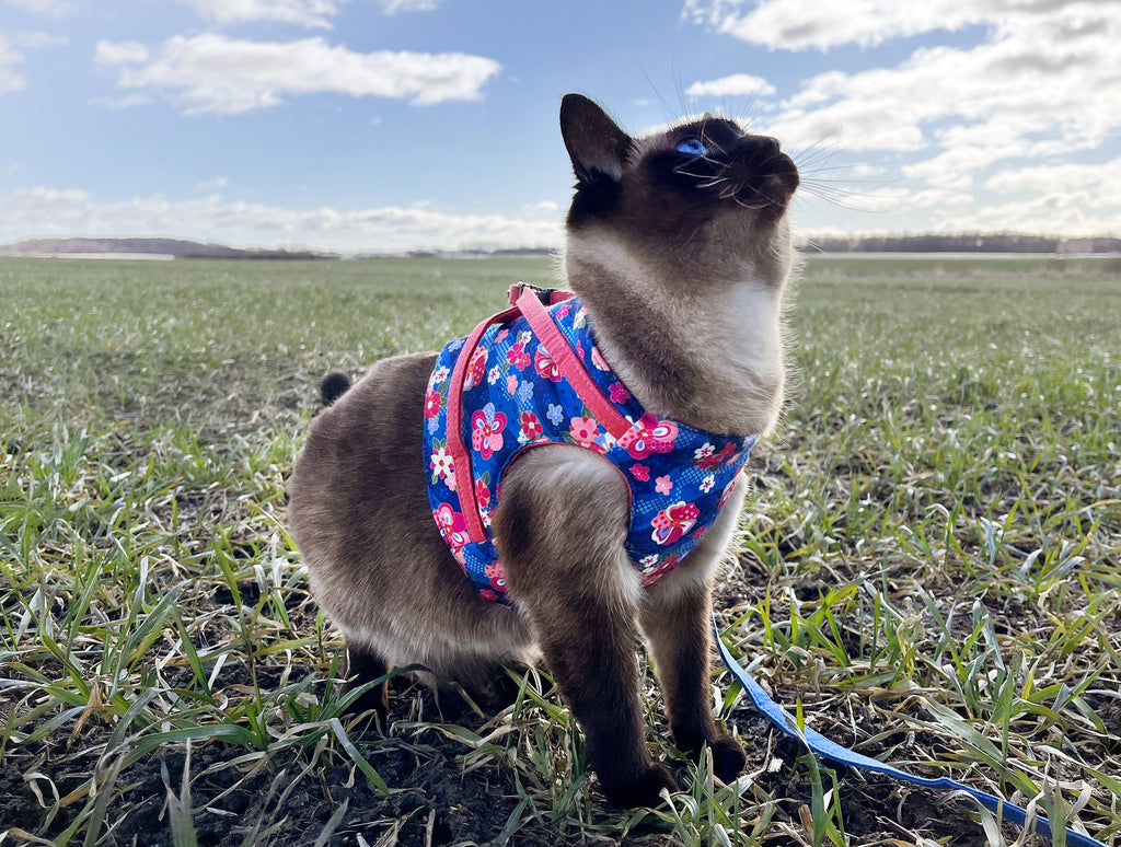 Cat Harness Jacket | MissyMoMo