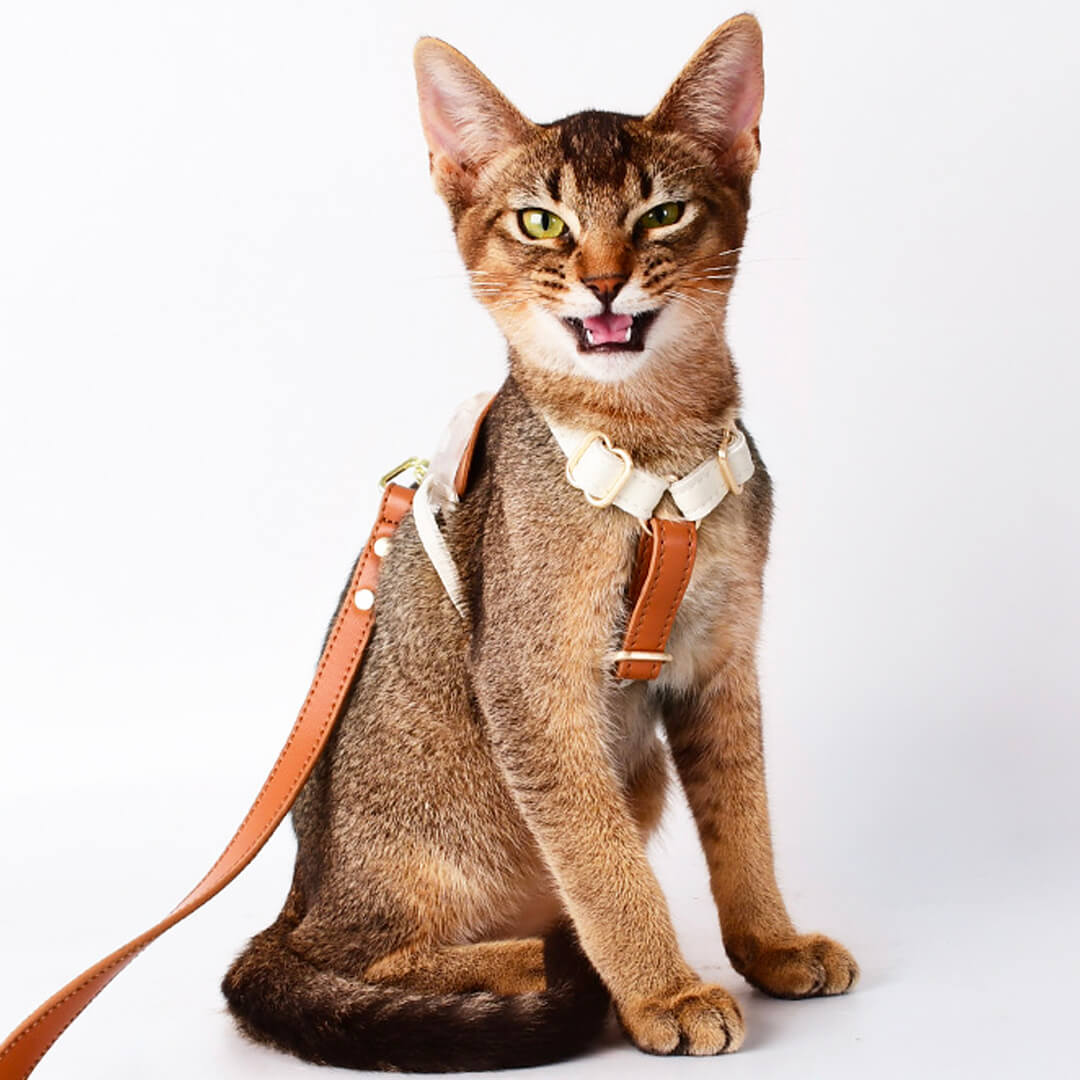 Phoenix Cat Harness & Leash