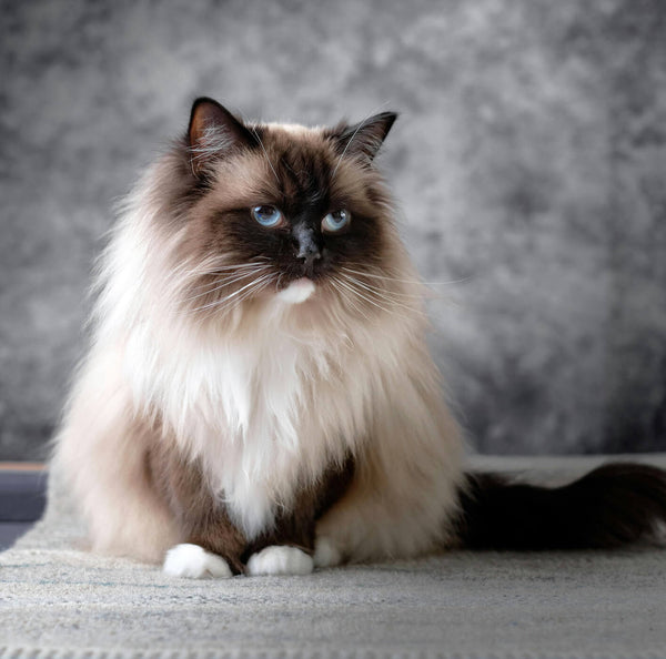 Beautiful Ragdoll Cat