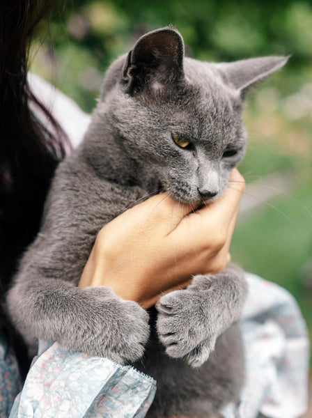 Beautiful Russian Blue Cat