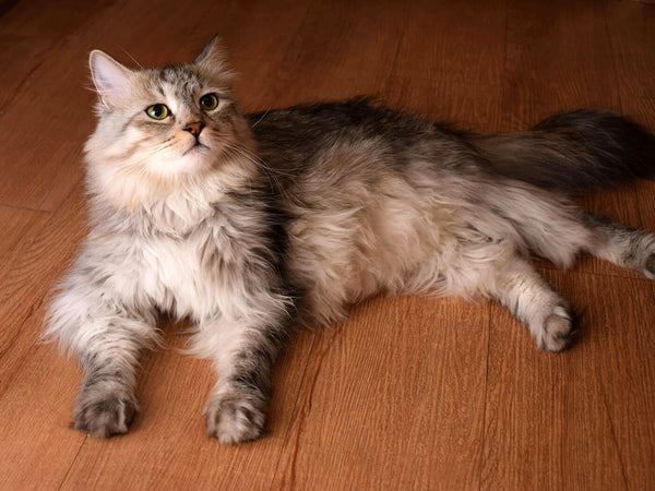 Beautiful Siberian Cat