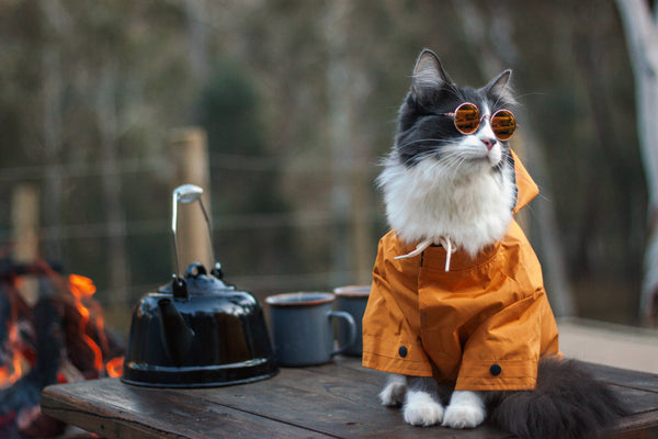 Adventure Cat Camping | MissyMoMo