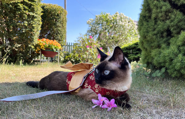 Outdoor Cat in Cute Cat Harness | MissyMoMo