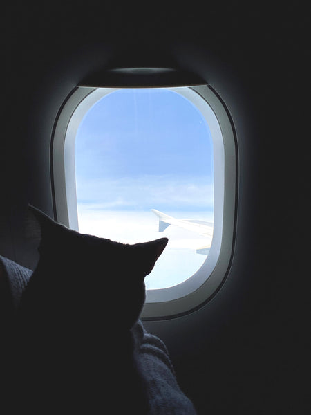 Cat on the Plane | MissyMoMo