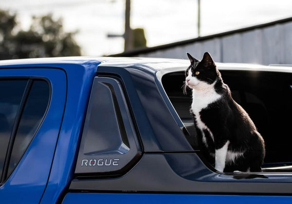 Car Travels With Cats | MissyMoMo