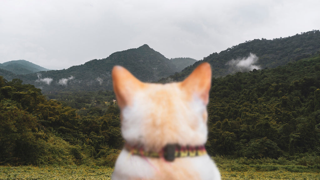 Hiking Cat | MissyMoMo