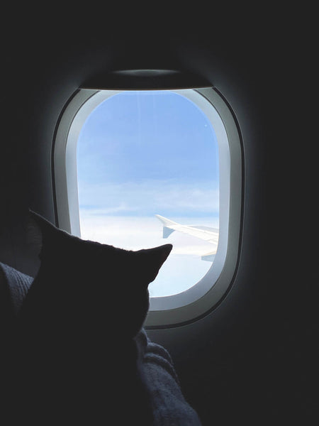 Flying with Cats