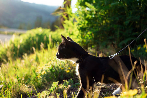 Cat on a Leash Hiking | MissyMoMo