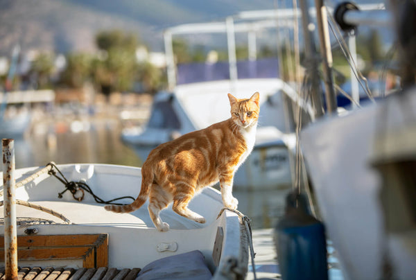 Cat on Sailing Boat | MissyMoMo