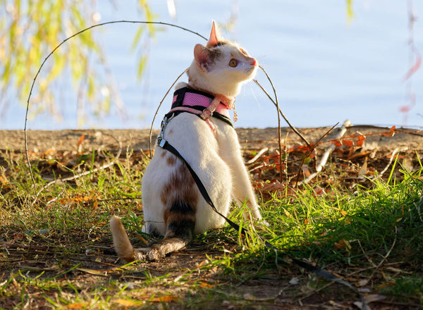 Leash Walking a Cat | MissyMoMo