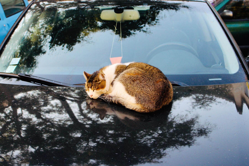 Traveling With Cats In Car | MissyMoMo