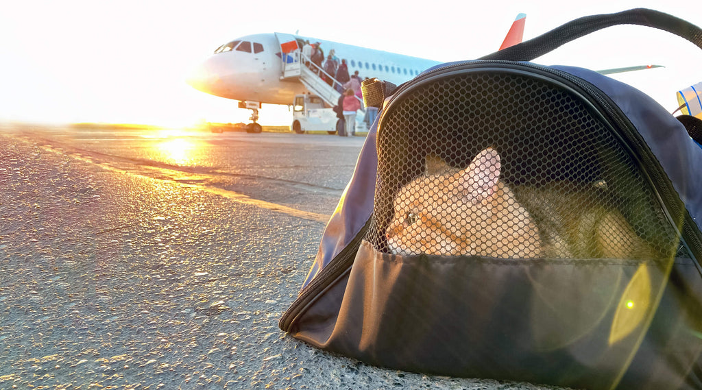 Flying with Cats | MissyMoMo