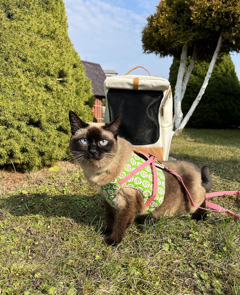 Indoor Cat Explores the Great Outdoors | MissyMoMo