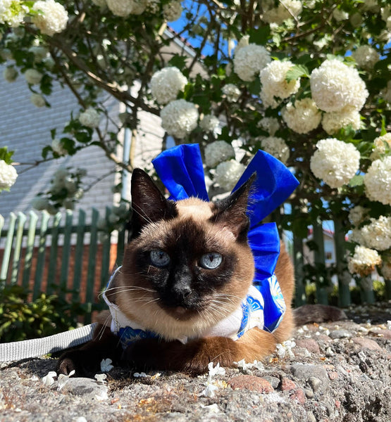 Aiko Cute Cat Harness | MissyMoMo