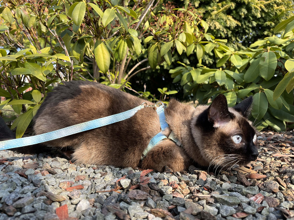 Let Your Indoor Cat Outside | MissyMoMo