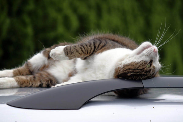 Long-distance Car Travel with Cats