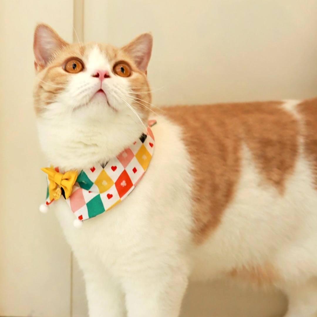 Circus Cat Bib