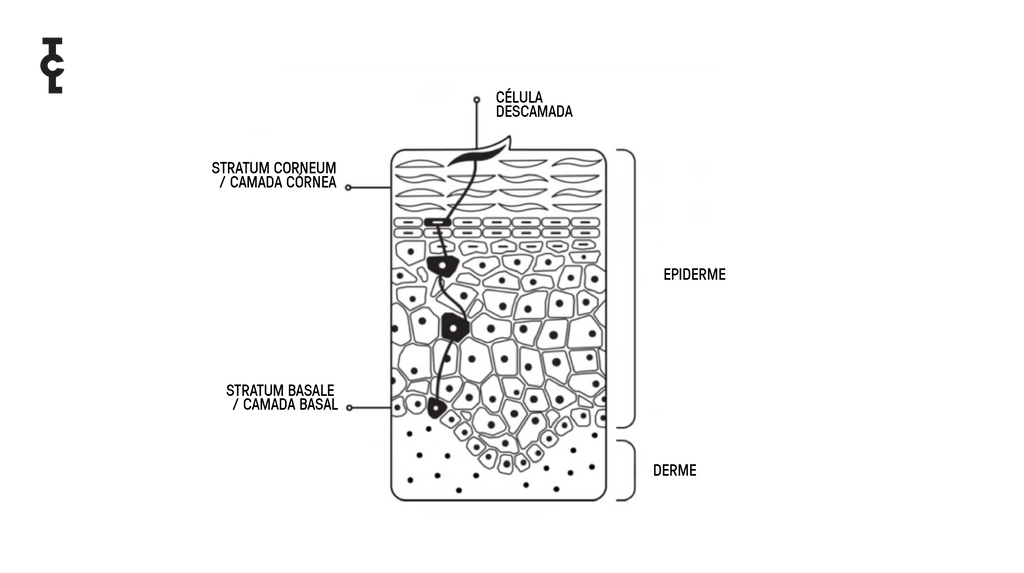 Piel-epidermis-dermis-hipodermis