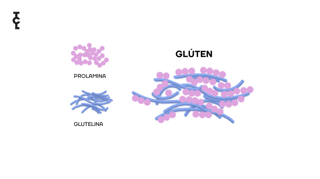 gluten-prolamina-glutelina