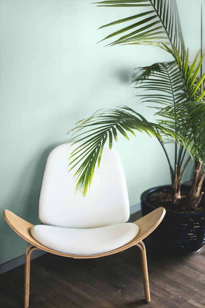 Photo of a light mint green wall with a tall palm-like plant on the right side and a wooden lounge chair with white leather seating on the late side, placed on a dark mahogany wood carpet