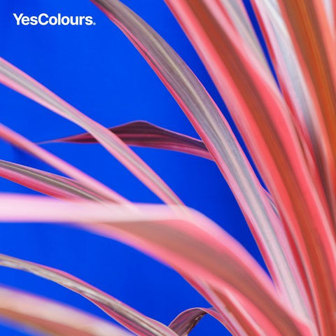YesColours Electric Blue painted wall with plant infront