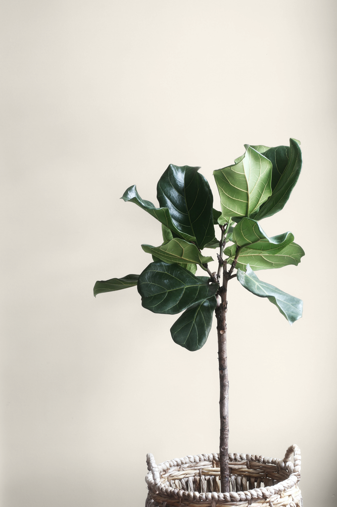 Potted plant in a jute pot photographed in front of a neutral paint background