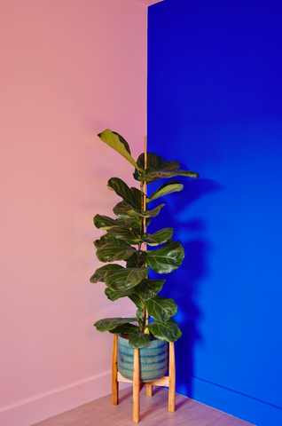 Corner of a room where the left side of the wall is painted in a peachy pink colour and the right side in ultramarine paint colour, with a leafy plant placed on a plant stand and positioned in the middle between both walls