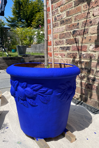 closeup of a big terracotta plant pot painted in ultramarine blue paint colour and photographed in the middle of a home garden, surrounded by greenery on the left side and a brick wall on the right side