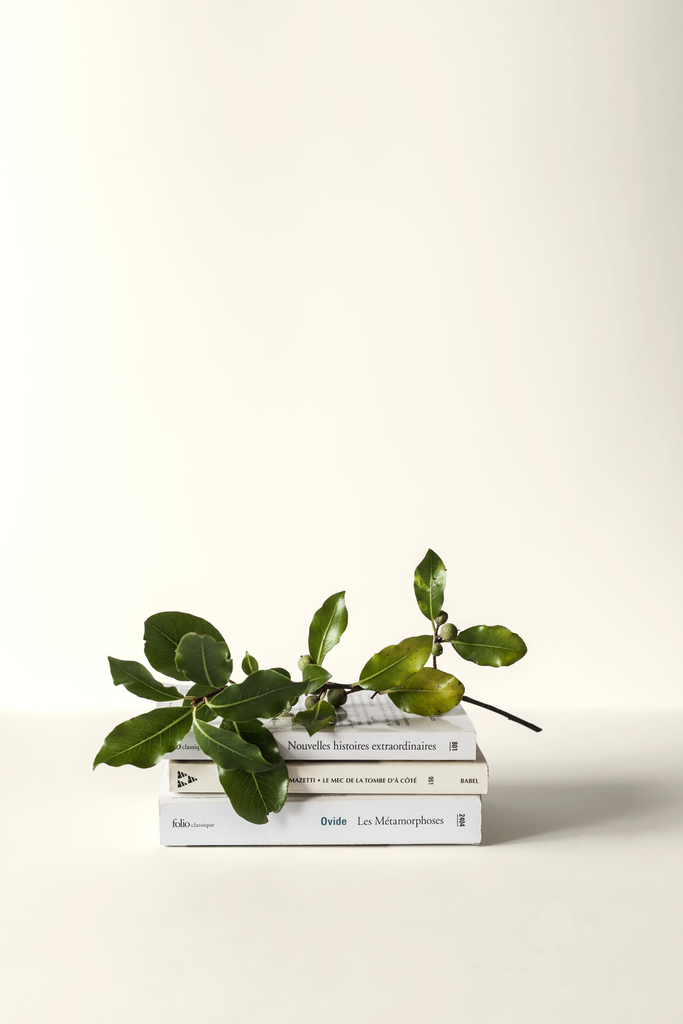 Star of books and a plant branch photographed in front of a neutral wall painted with YesColours Calming Neutral paint colour