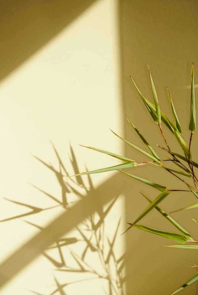 Green plant photographed in front of yellow painted wall